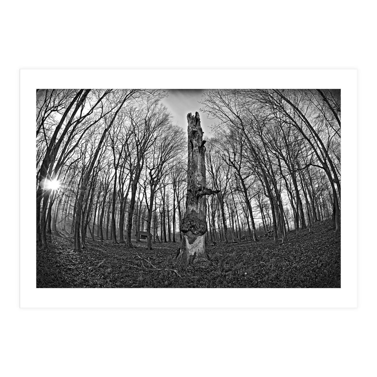 Circle of Growth and decay  (Print Only)