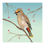Bohemian waxwing (Print Only) thumbnail