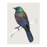 Common Grackle (Print Only) thumbnail