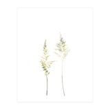 Neutral Astilbe (Print Only) thumbnail