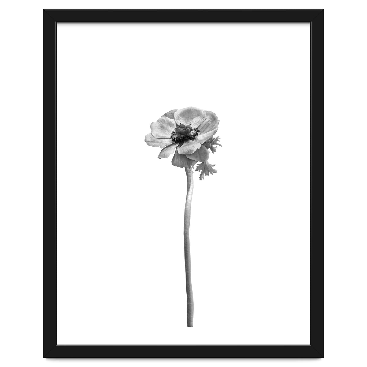 Anemone coronaria | bright design