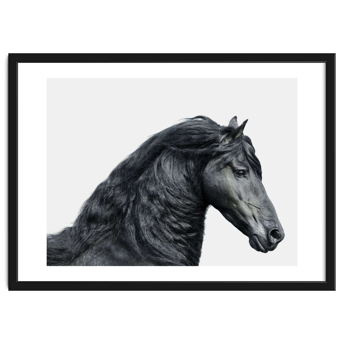 Friesian Horse