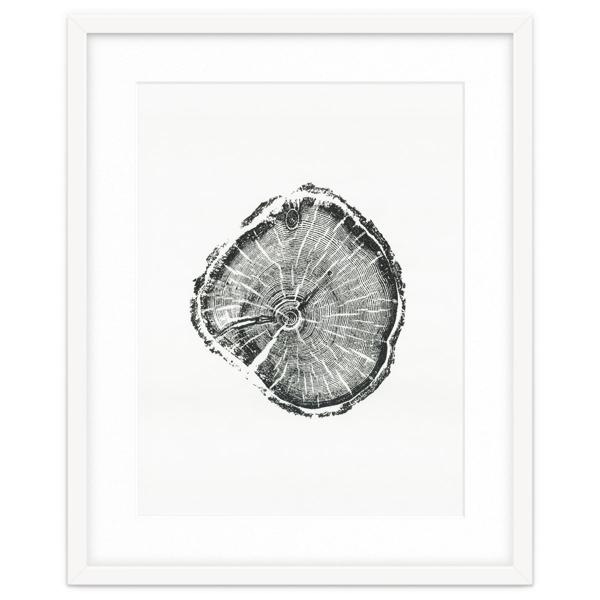 Tree Ring Print, Albion Basin, Utah, Pine Tree Print
