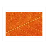 Autumn Leaf (Print Only) thumbnail