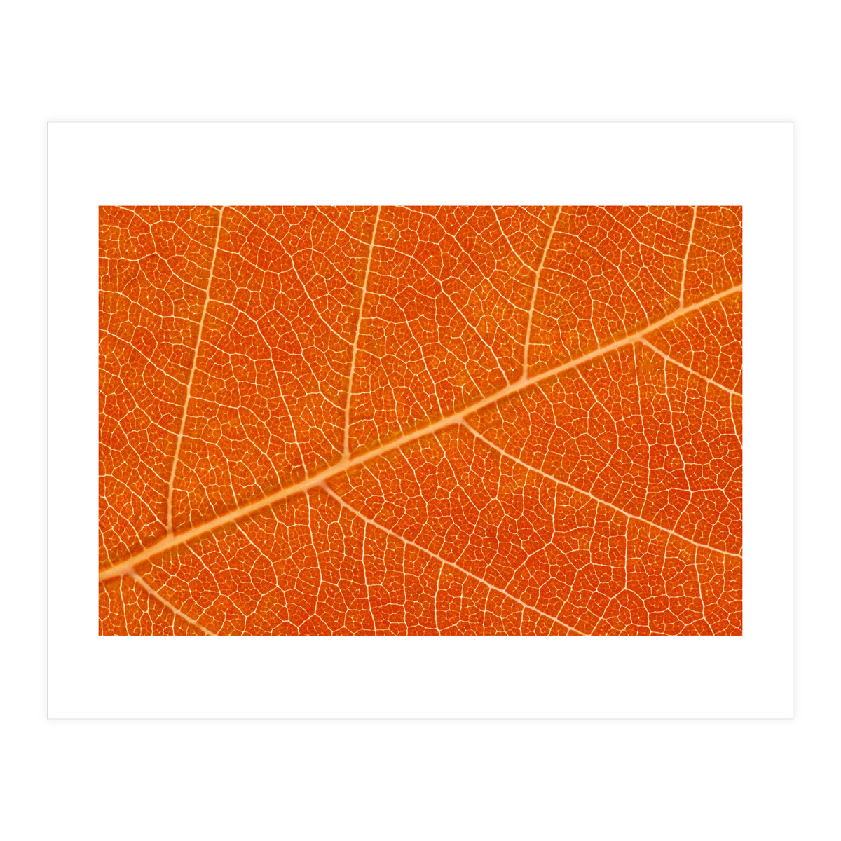 Autumn Leaf (Print Only)