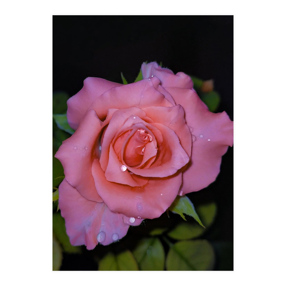 Pink Dew Rose (Print Only)