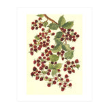 Raspberry (Print Only) thumbnail