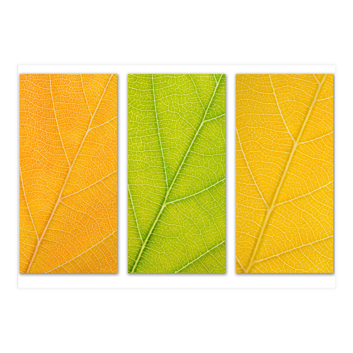 Autumn Leaves (Print Only)