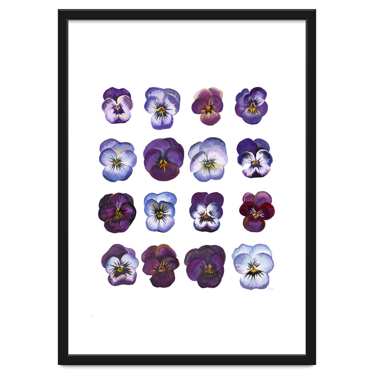 A Watercolour Study Of Violas