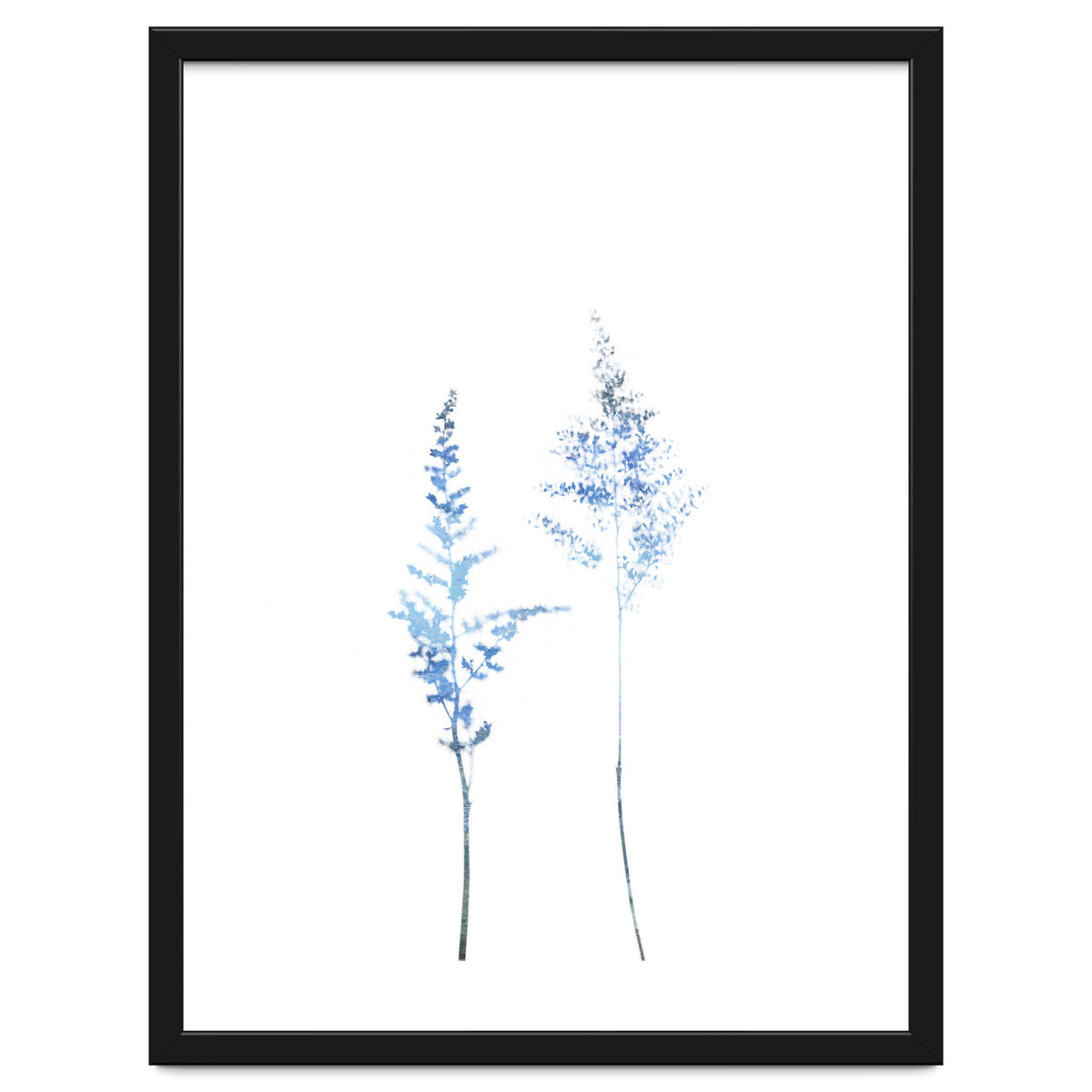 Blue Astilbe