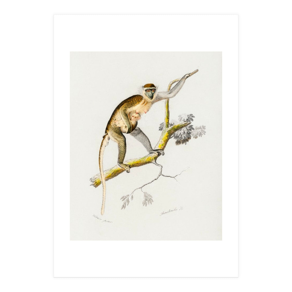 Cercopithecus griseus illustrated (Print Only)