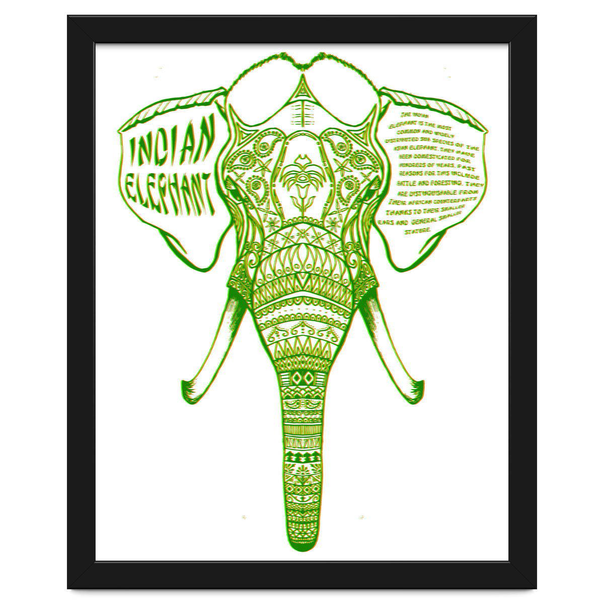 Indian Elephant