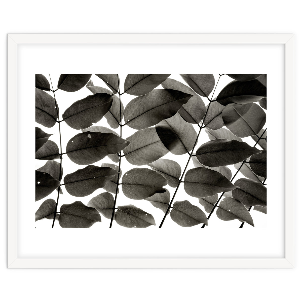 Branches and Leaves I