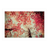Scarlet (Print Only) thumbnail