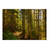 Cascade Trail (Print Only) thumbnail