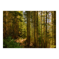 Cascade Trail (Print Only)