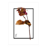 Flower 1 (Print Only) thumbnail