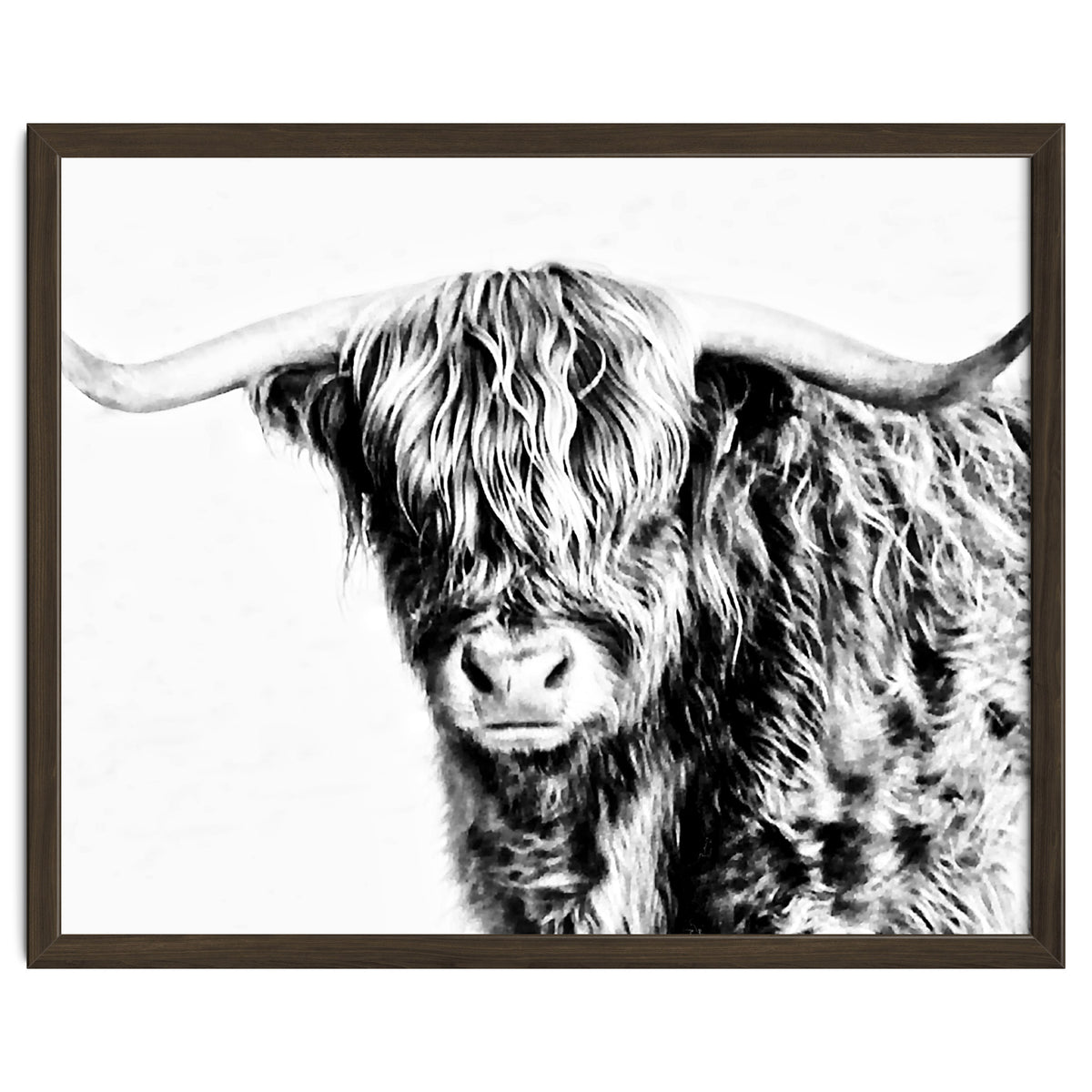 Highland bull