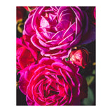 Rose Flowers  (Print Only) thumbnail