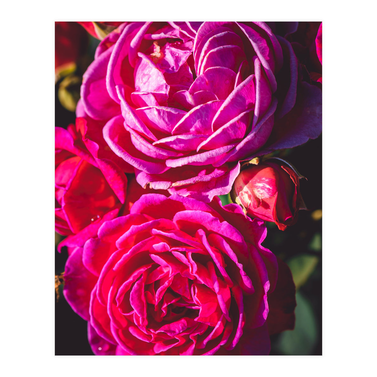 Rose Flowers  (Print Only)