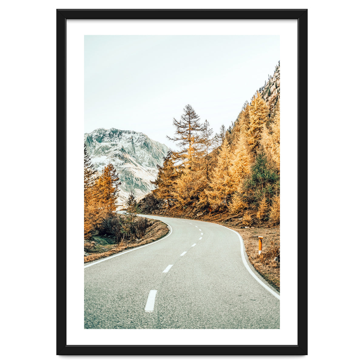 Snow and Golden Pine