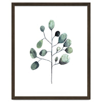 Botanical Illustration Eukalyptus