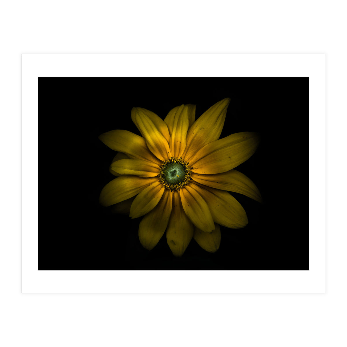 Backyard Flowers No 34 Color Version (Print Only)