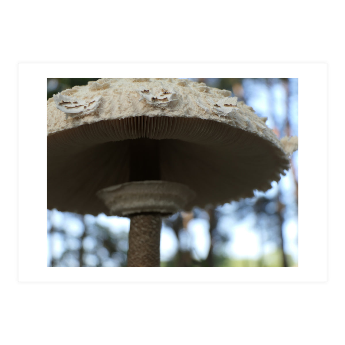 Shelter In The Woods (Print Only)