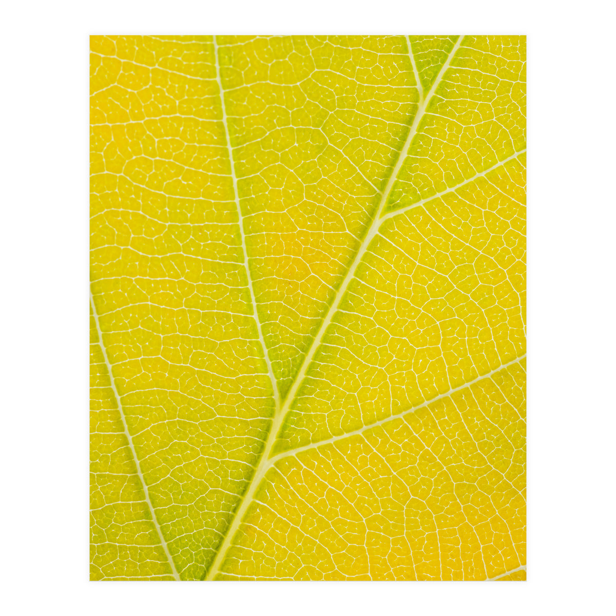 Autumn Leaf (Print Only)
