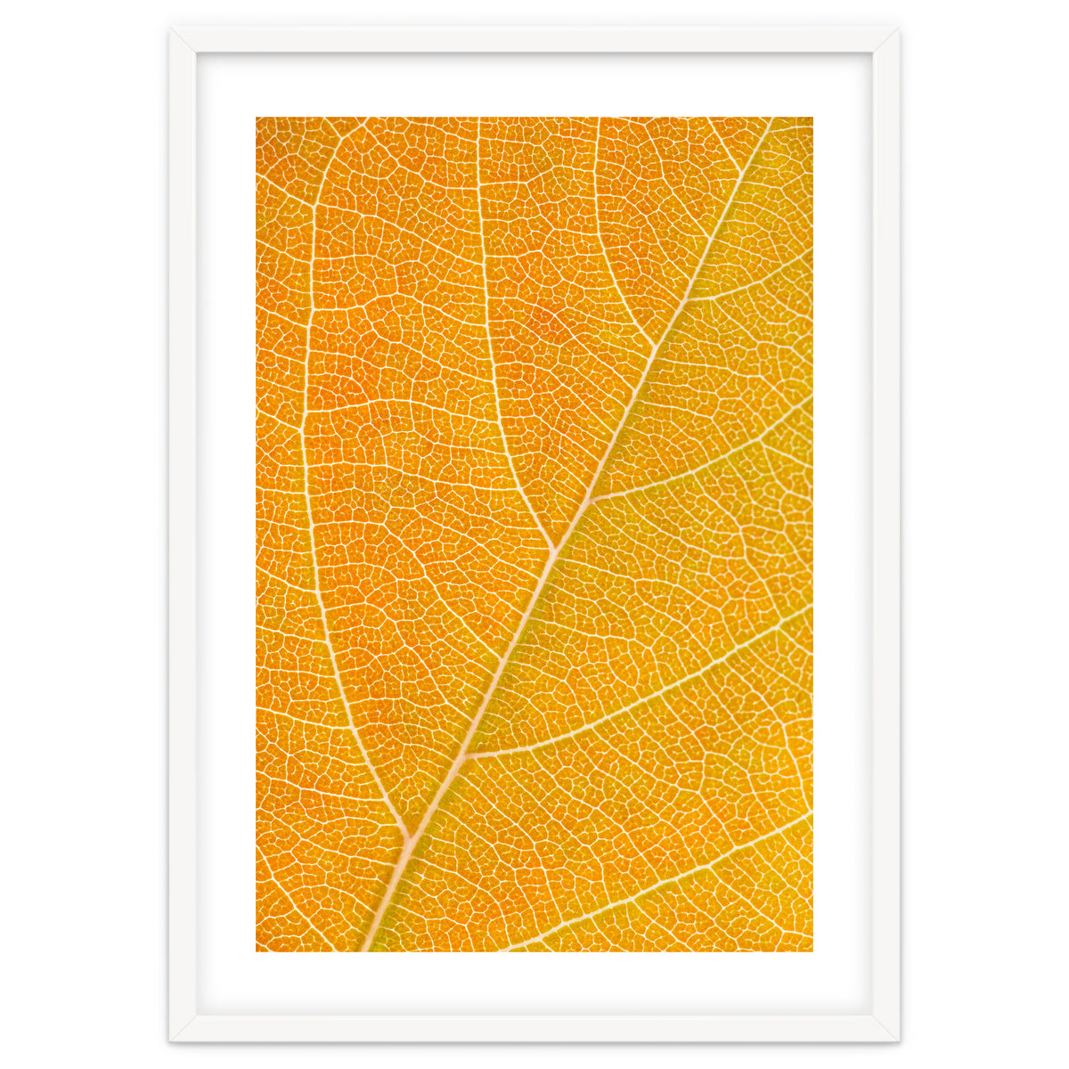 Autumn Leaf