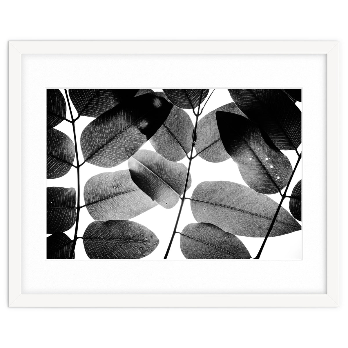 Experiments with Leaves II