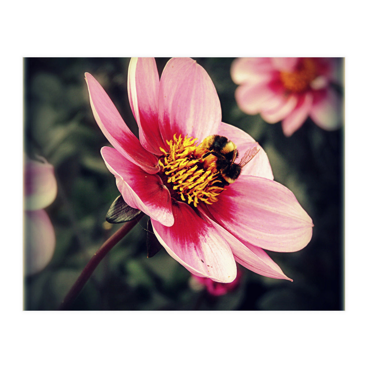 Wind Flower (Print Only)