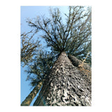 Ataraxia - Tree Series 1 (Print Only) thumbnail