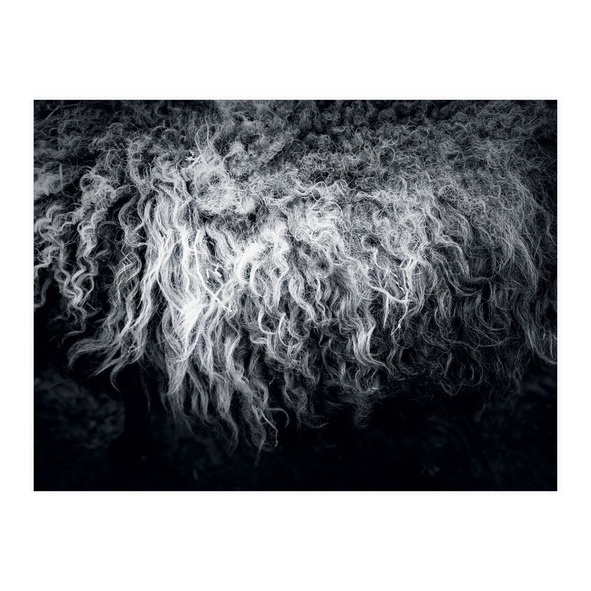 the sheep (Print Only)