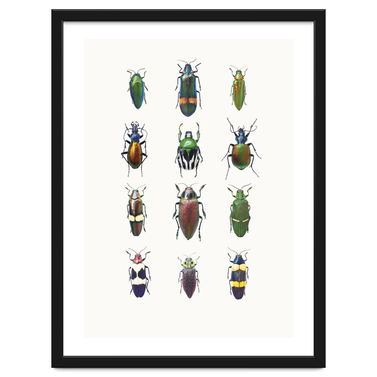 Cc Insects 03