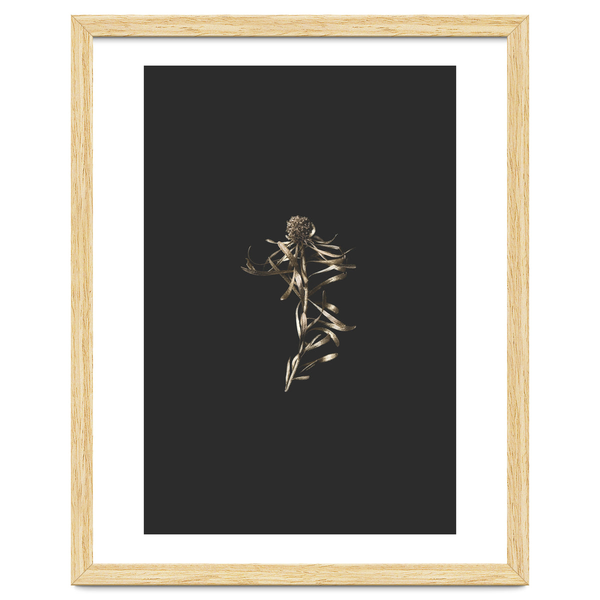 Magical Golden Fynbos