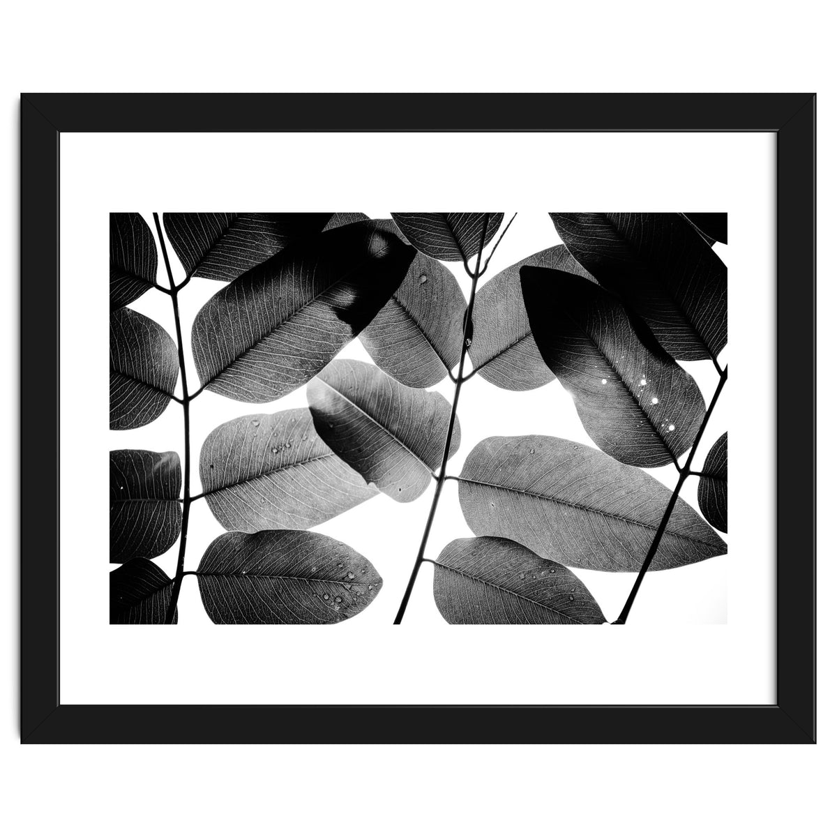 Experiments with Leaves II