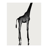 Giraffe  (Print Only) thumbnail