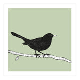 Blackbird pen drawing (Print Only) thumbnail