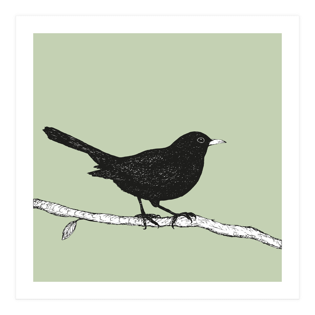 Blackbird pen drawing (Print Only)