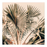 Morning Star (Print Only) thumbnail