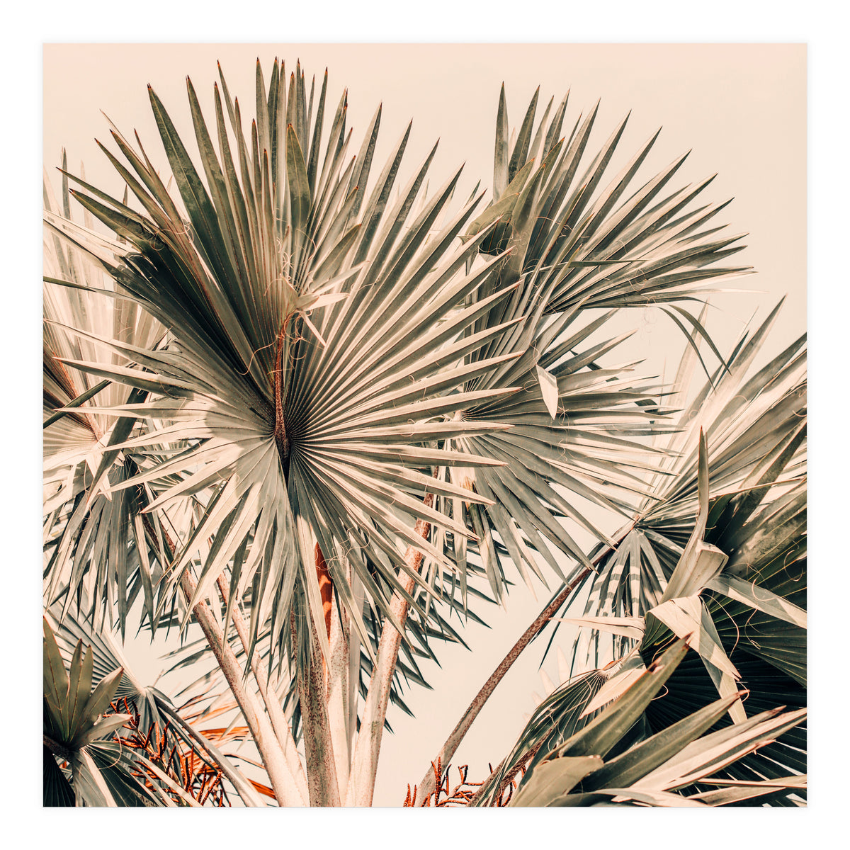 Morning Star (Print Only)