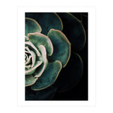 Darkside Of Succulents 4-B (Print Only) thumbnail