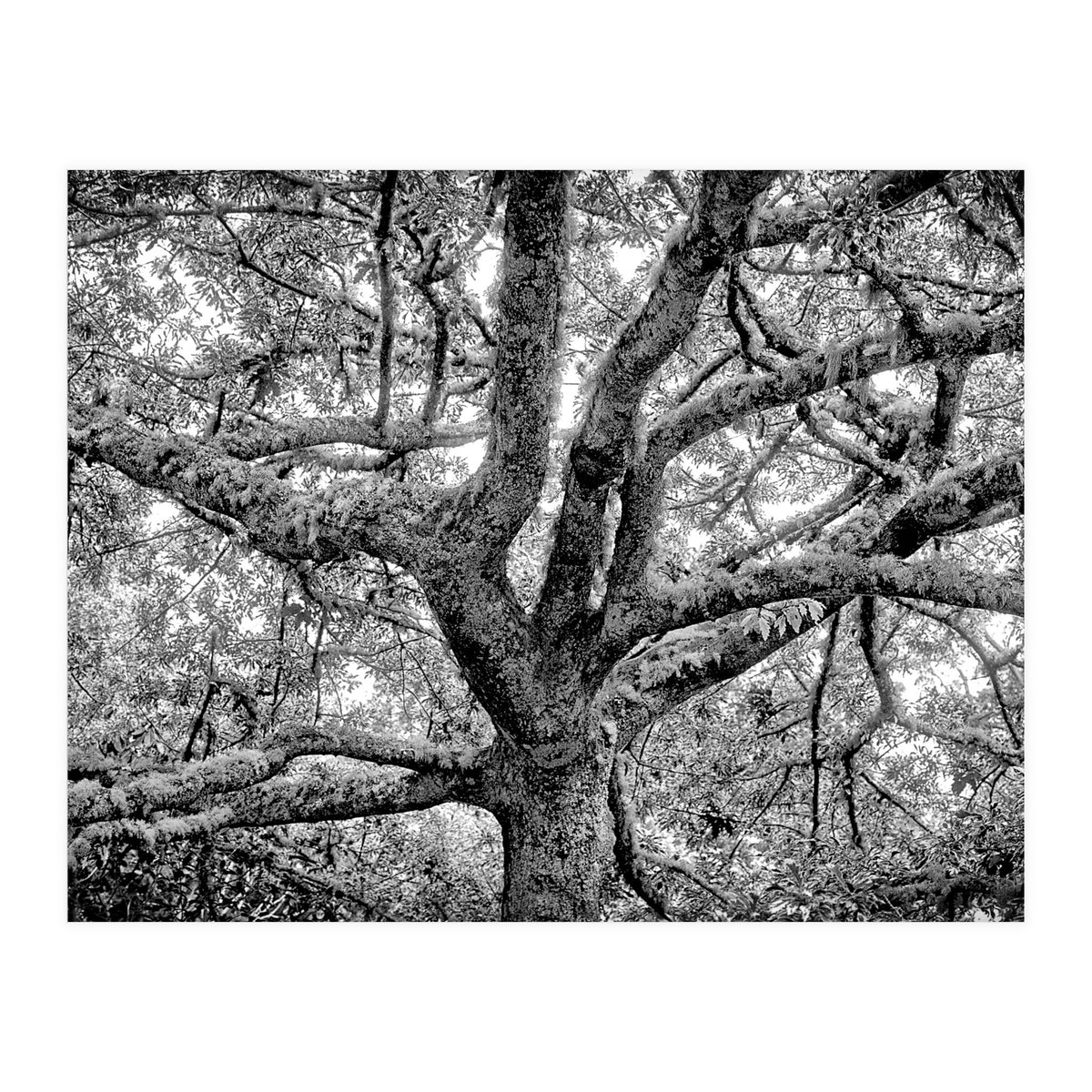 Lichens (Print Only)