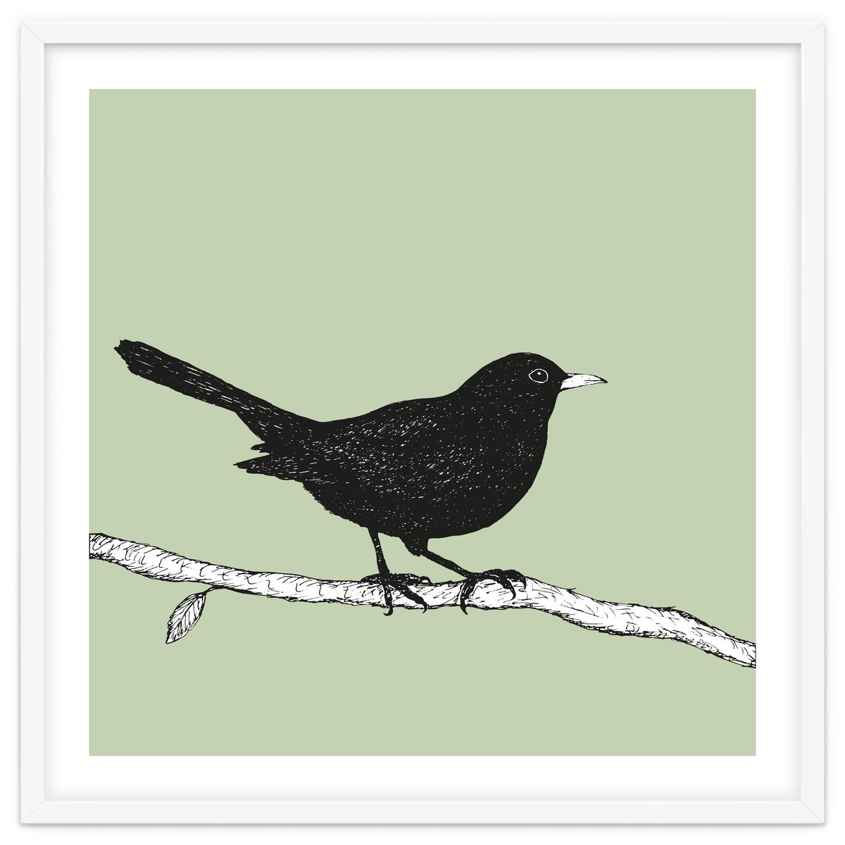 Blackbird pen drawing