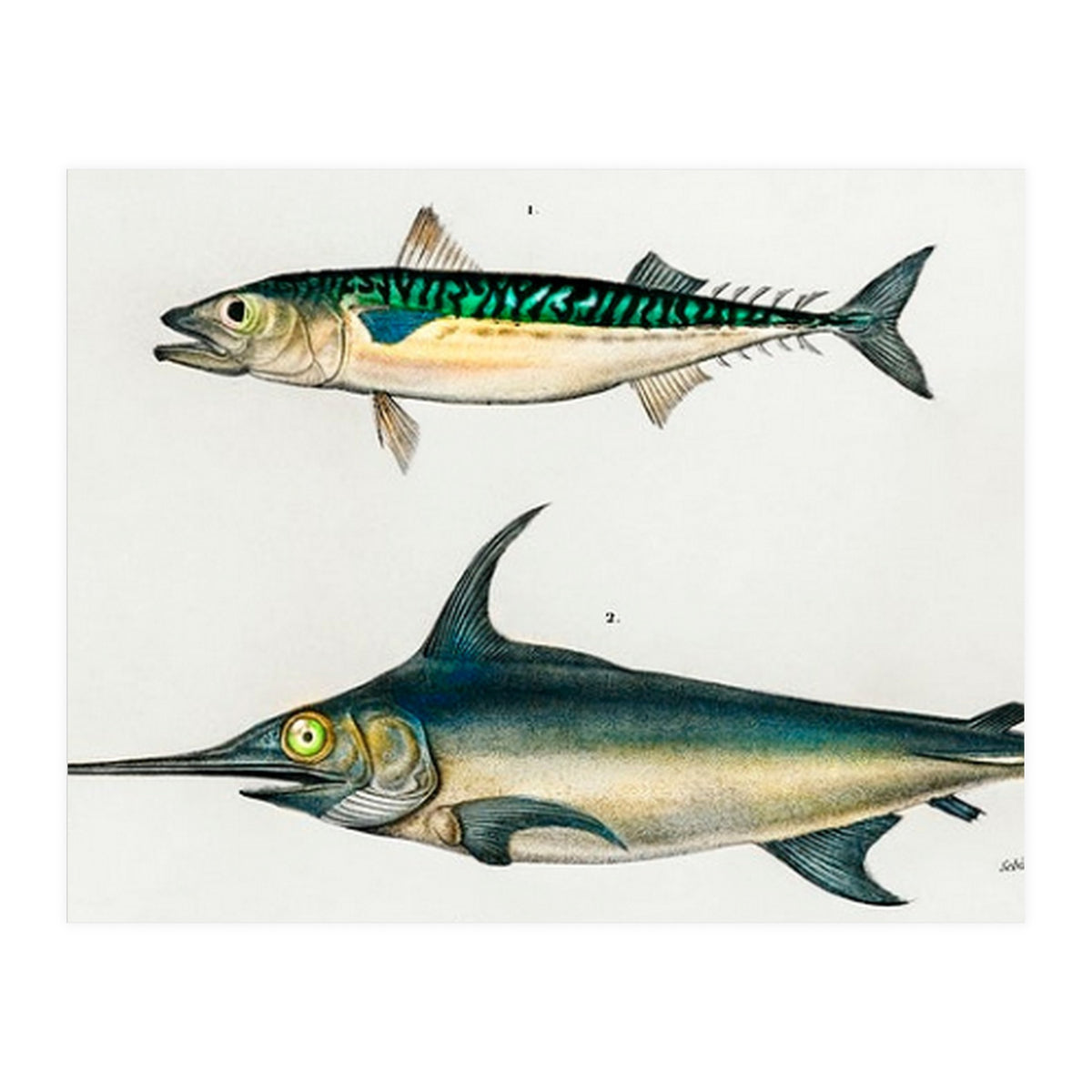 Different types of fishes illustrated  (Print Only)