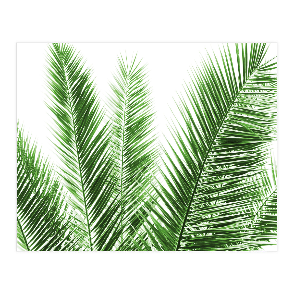 Palm Leaves (Print Only)