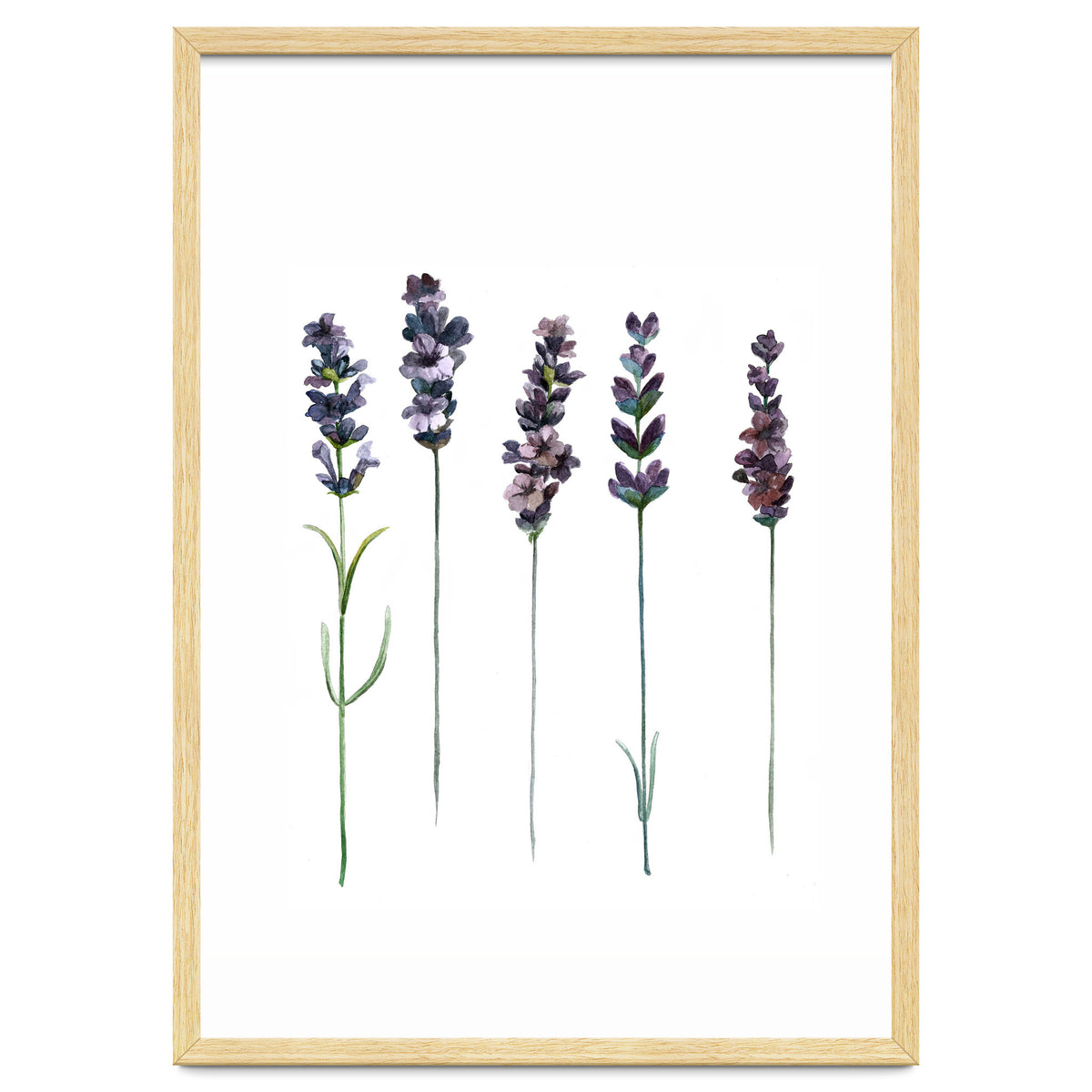 Botanical Illustration Lavender
