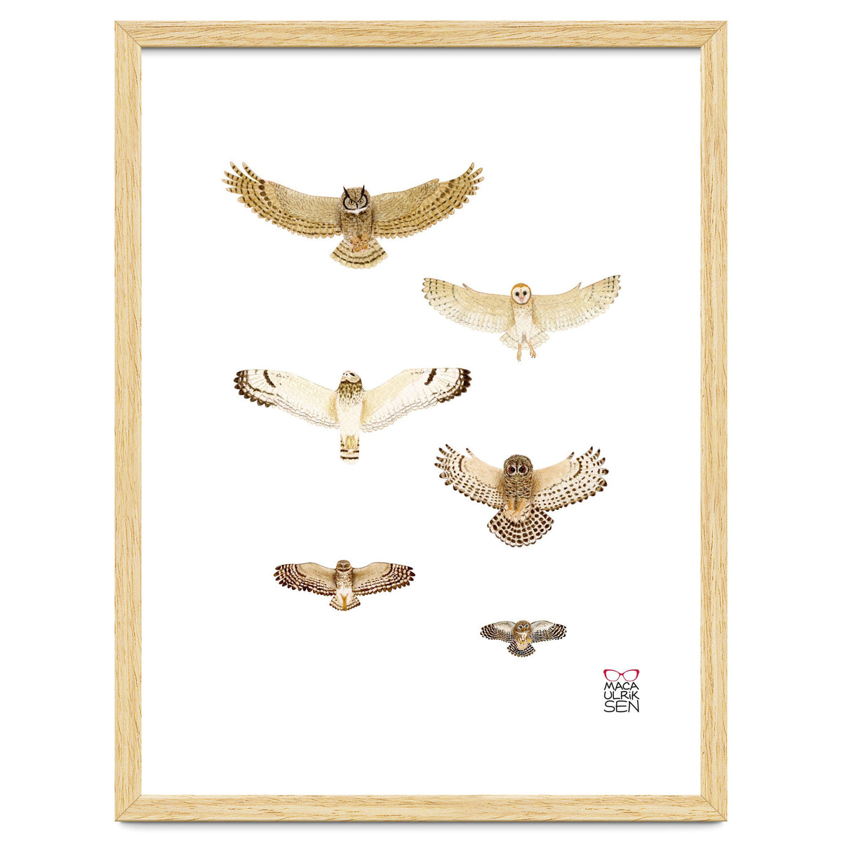 Typical owls & Barn owl