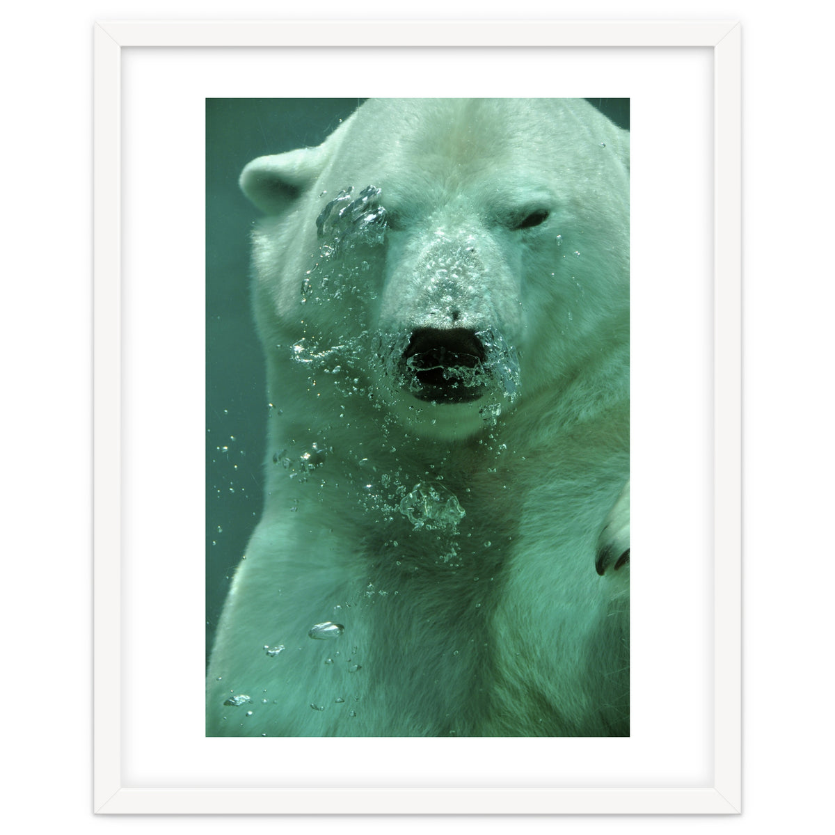 Polar Bear Under Water
